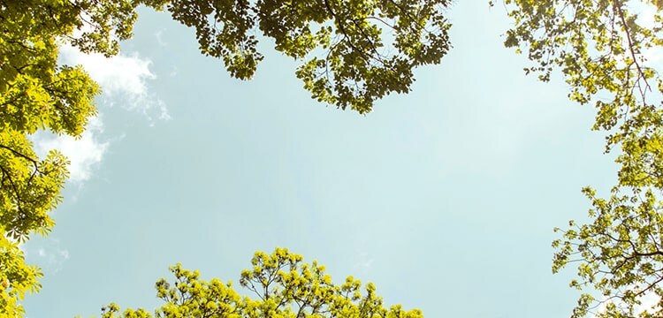 悦木之源 绿色星球