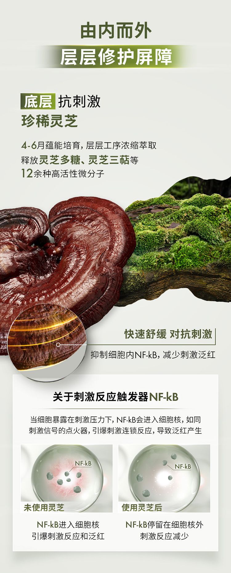 灵芝薄皮速修精华