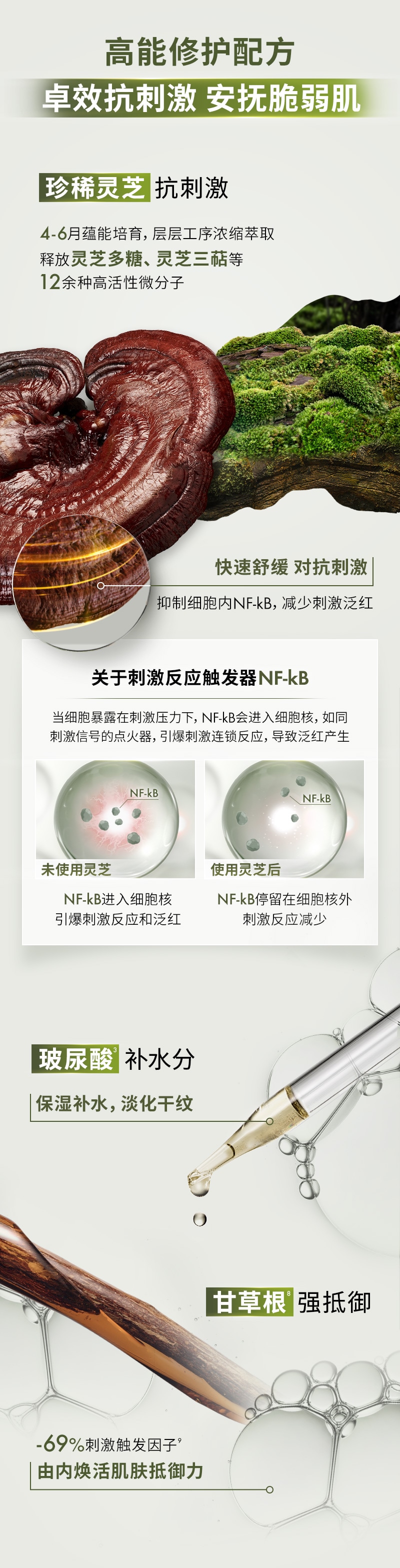 全新升级灵芝水