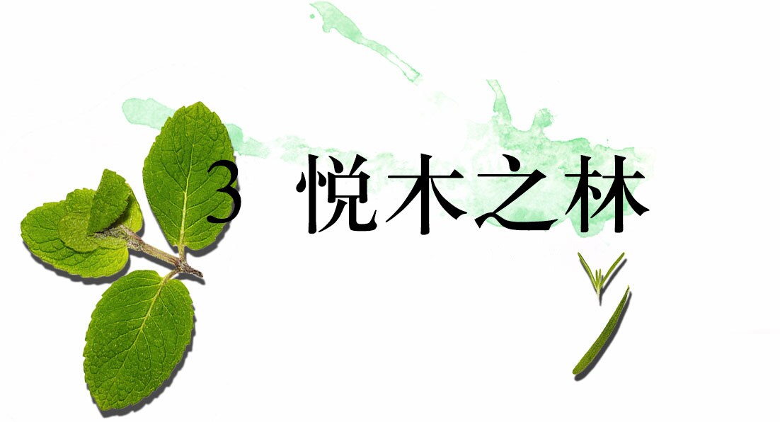 3 悦木之林